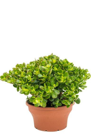 Crassula ovata minor