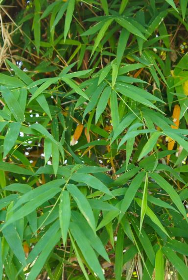 Pseudosasa japonica metake plante de jardin