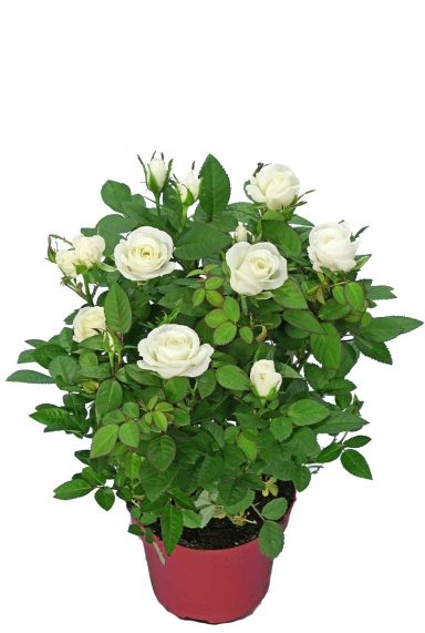 Rosa Alaska Star