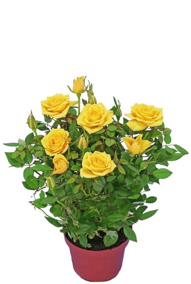 Rosa Bling Shining Star