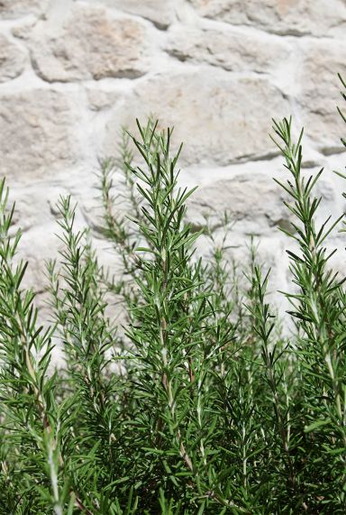 Rosmarinus officinalis plante de jardin