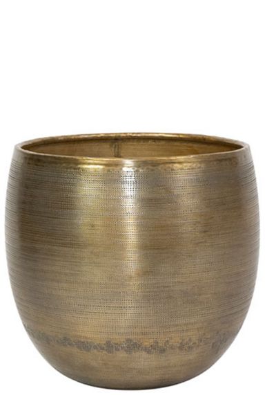 Rowen plants pot 31