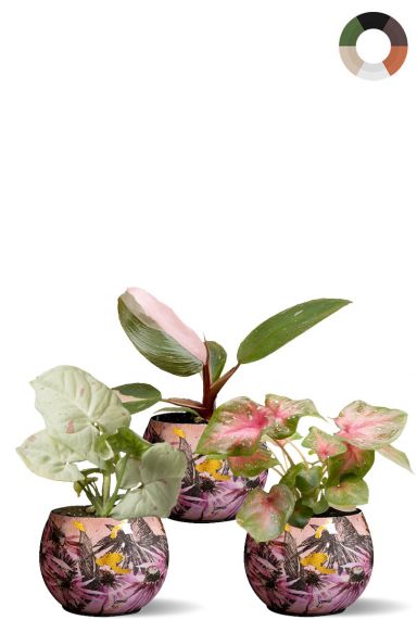 Roze planten in roze potten