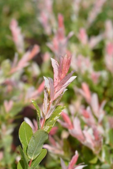 Salix flamingo stam plante de jardin p17