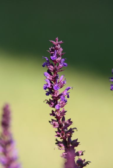 Salvia nemorosa blauko nigin plante de jardin