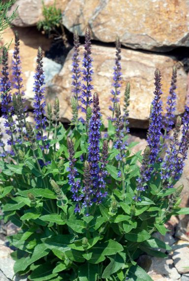 Salvia nemorosa ostfriesland plante de jardin