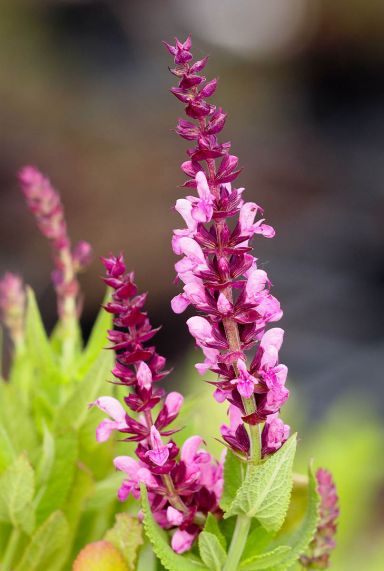 Salvia nemorosa sensation deep rose plante de jardin