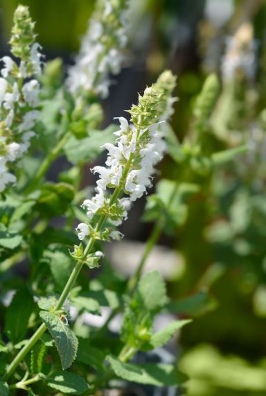 Salvia nemorosa sensation white plante de jardin