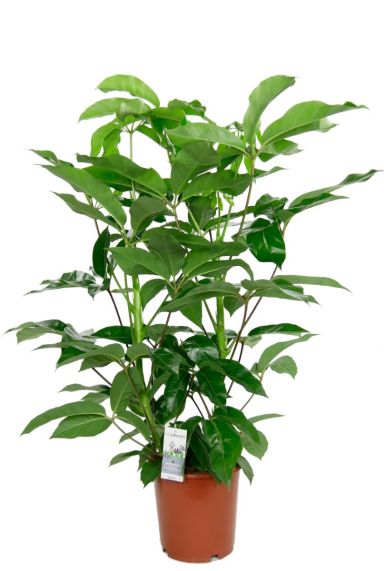 Schefflera amate plante d-interieur 2