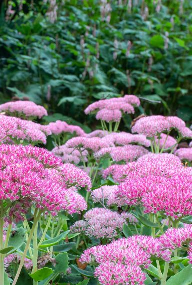Sedum herbstfreude plante de jardin
