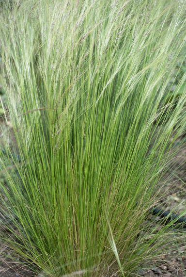 Stipa tenuissima ponytails plante de jardin