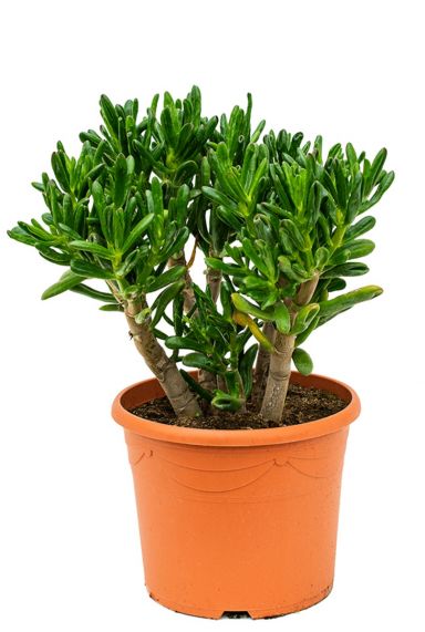 Crassula gollum