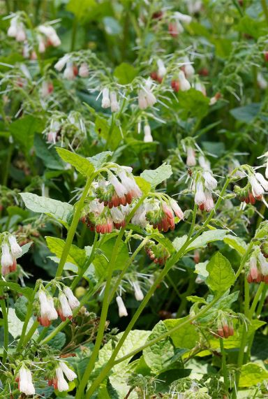 Symphytum grandiflorum plante de jardin