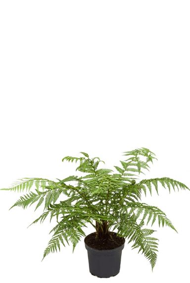 Dicksonia antarctica
