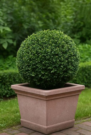 Taxus plante de jardin