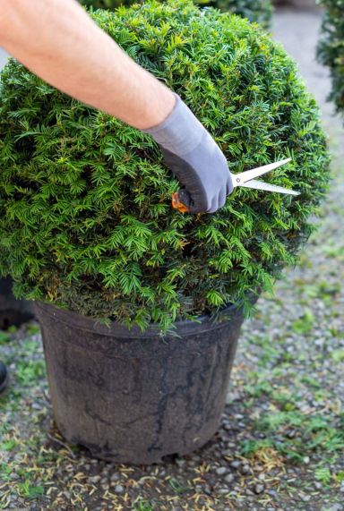 Taxus plante de jardin ball