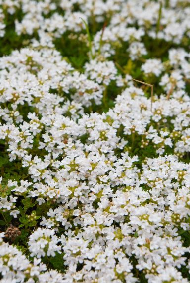 Thymus praecox albiflorus plante de jardin