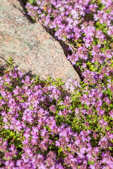 Thymus praecox red carpet plante de jardin