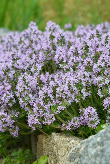 Thymus serpyllum plante de jardin
