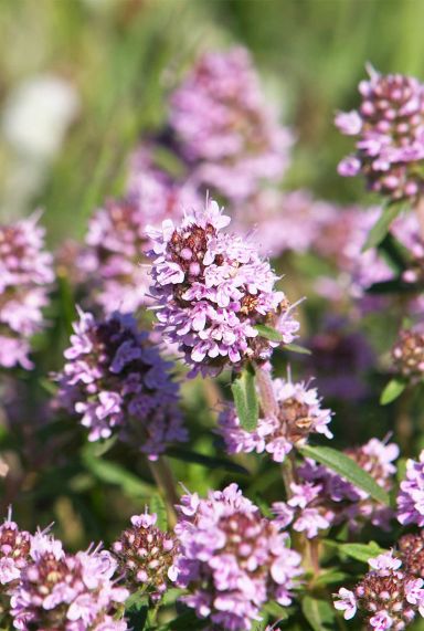 Thymus vulgaris plante de jardin 1