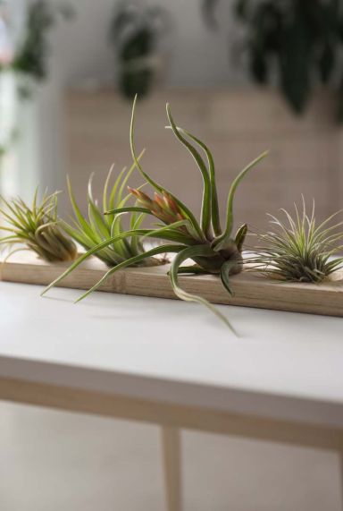 Tillandsia mix airplant 10cm 1