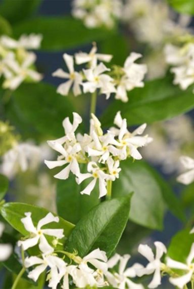 Trachelospermum jasminoides plante de jardin