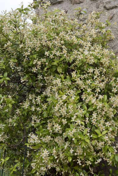 Trachelospermum jasminoides star of toscane plante de jardin