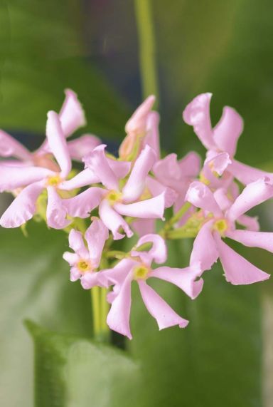 Trachelospermum pink air plante de jardin