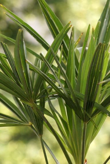 Trachycarpus fortunei frosty plante de jardin p32 1