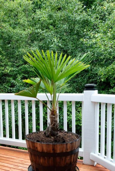 Trachycarpus fortunei p24 palm