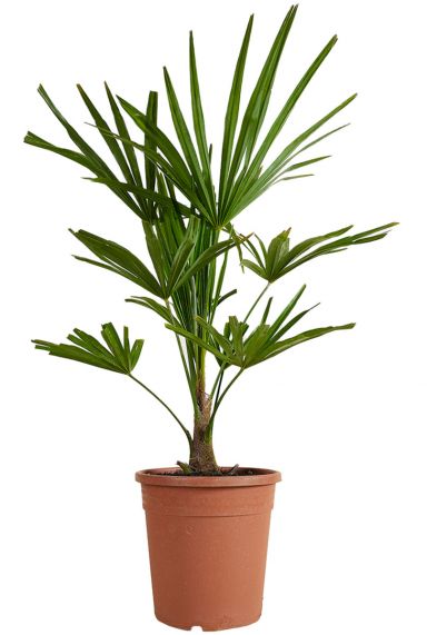 Trachycarpus fortunei palm 5