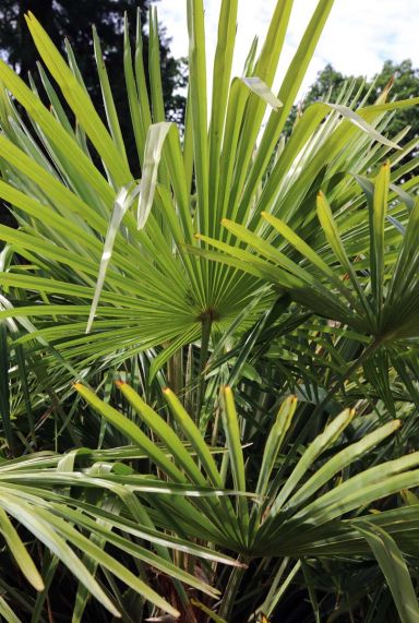 Trachycarpus fortunei plante de jardin