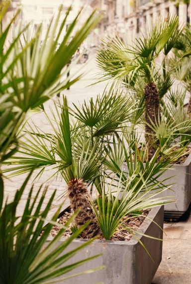 Trachycarpus fortunei plante de jardin 6777 1