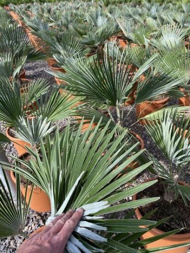 Trachycarpus princeps p26 plante de jardin