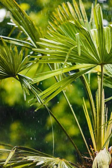 Trachycarpus wagnerianus frosty palm plante de jardin