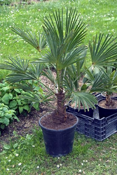 Trachycarpus wagnerianus frosty plante de jardin p23