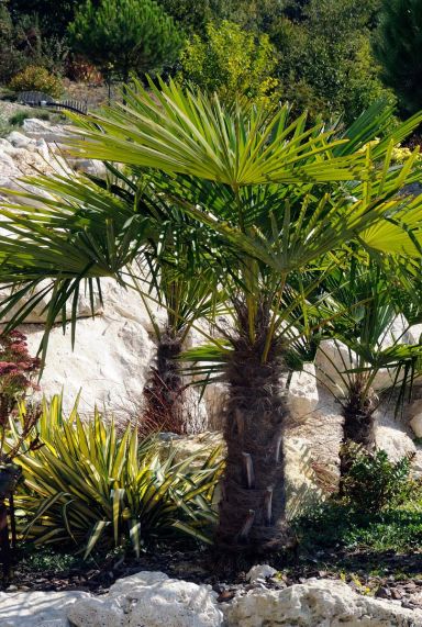 Trachycarpus wagnerianus p40 plante de jardin 1