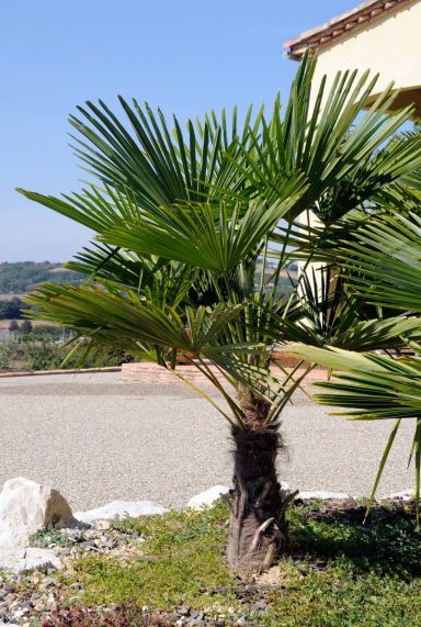 Trachycarpus wagnerianus plante de jardin p35