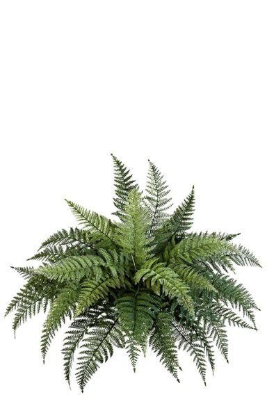 Fern bush