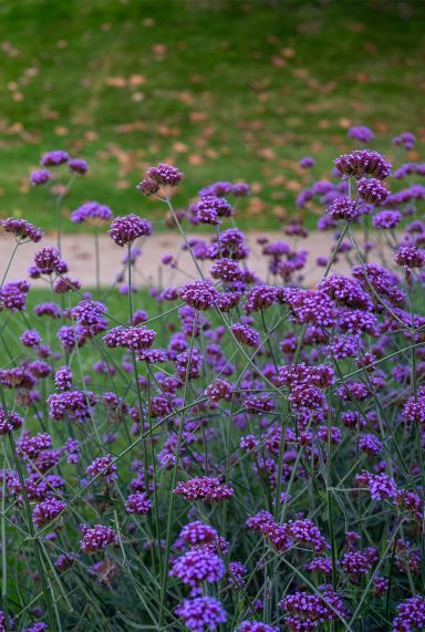 Verbena bonariensis plante de jardin
