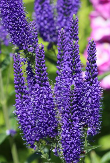 Veronica spicata plante de jardin