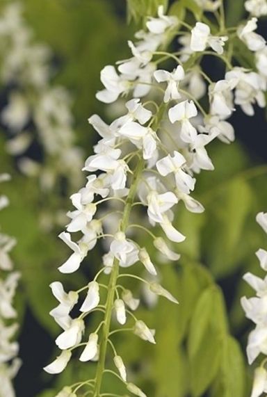 Wisteria floribunda alba plante de jardin
