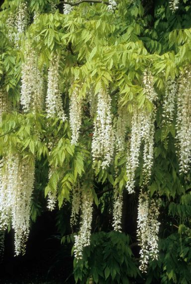 Wisteria floribunda alba plante de jardin p23