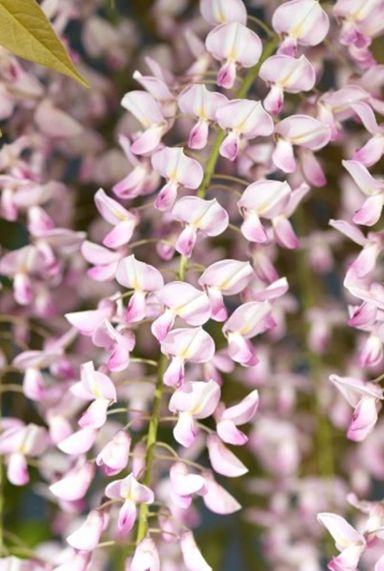 Wisteria floribunda rosea plante de jardin