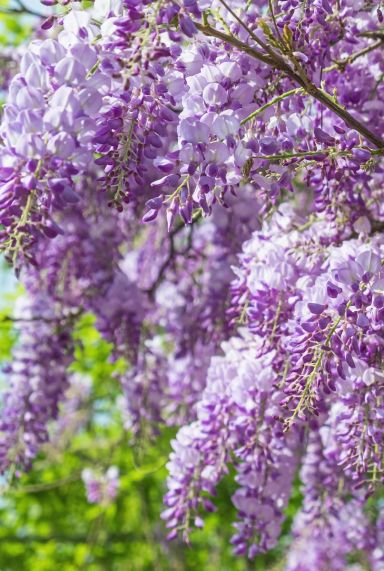 Wisteria sinensis plante de jardin