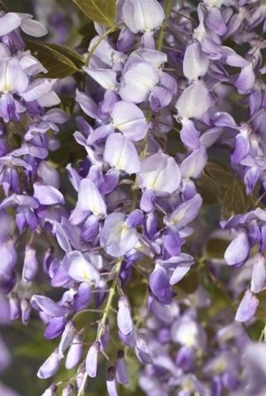 Wisteria sinensis plante de jardin 23