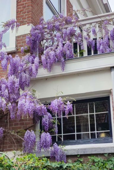Wisteria sinensis prolific plante de jardin p14