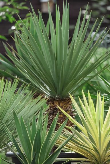 Yucca gloriosa silver plante de jardin p26