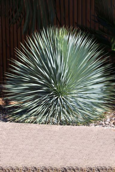 Yucca rostrata plante de jardin