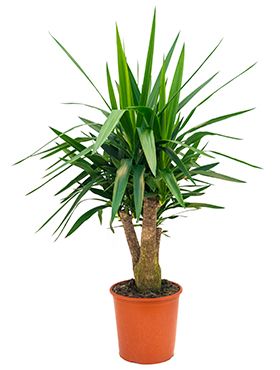 Le Yucca’s Le Yucca's Plain Toe Boots, Black – Keylime Tokyo